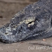 dragon_komodo_lbrs_rinca_h_0114_kom1788.jpg